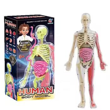 TXX 018 Human body