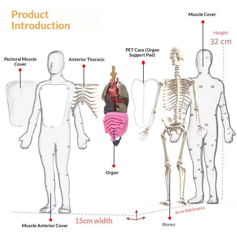 TXX 018 Human body