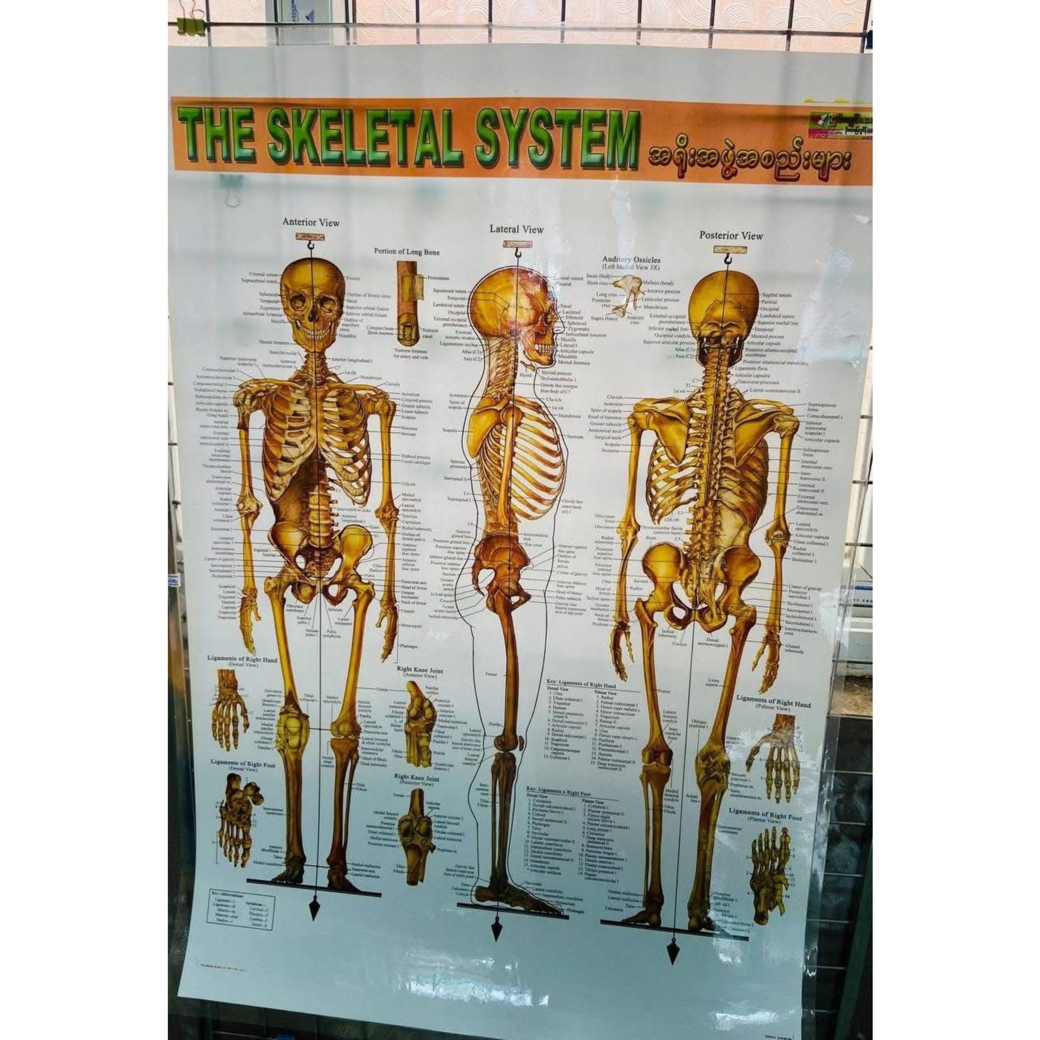 Medical poster