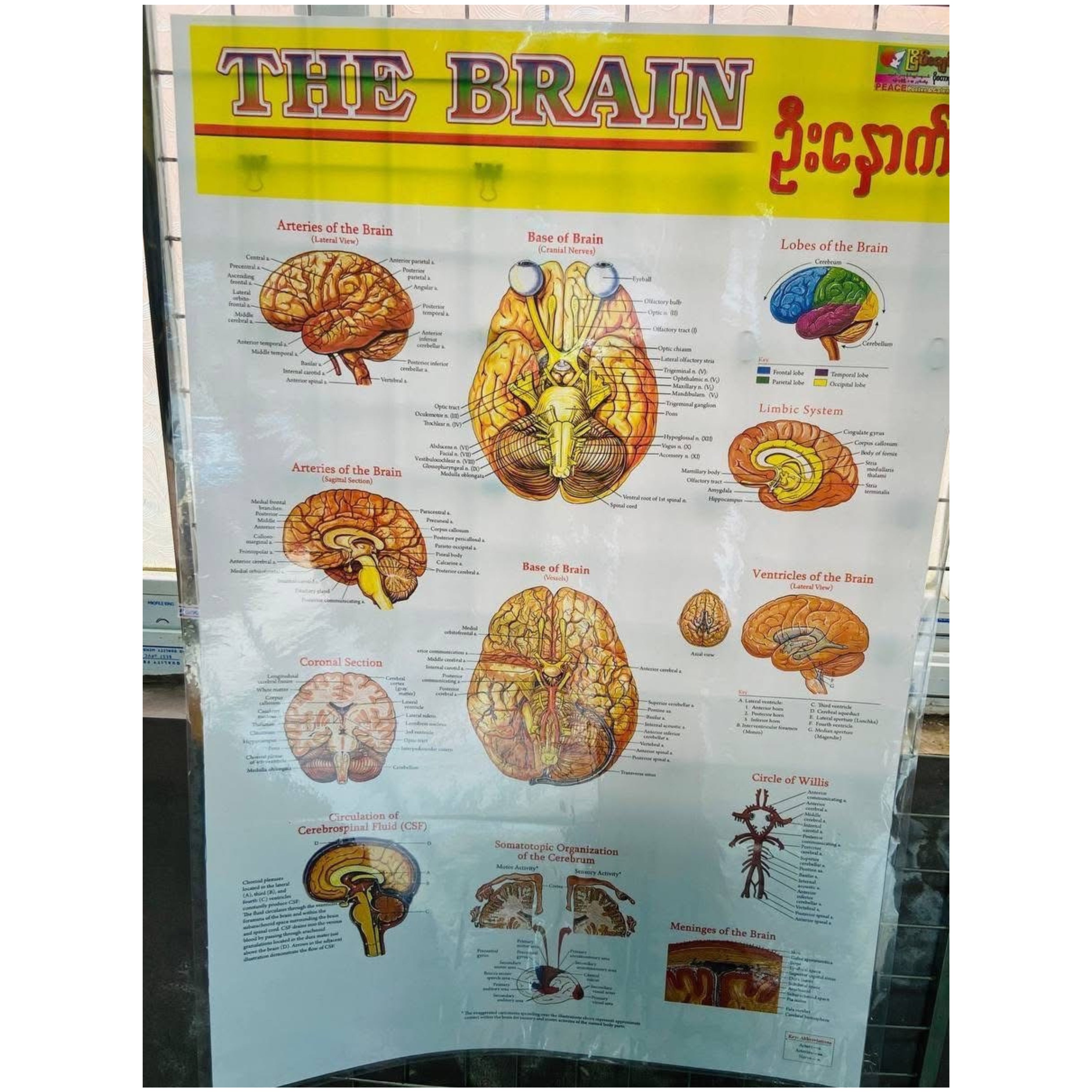 Medical poster