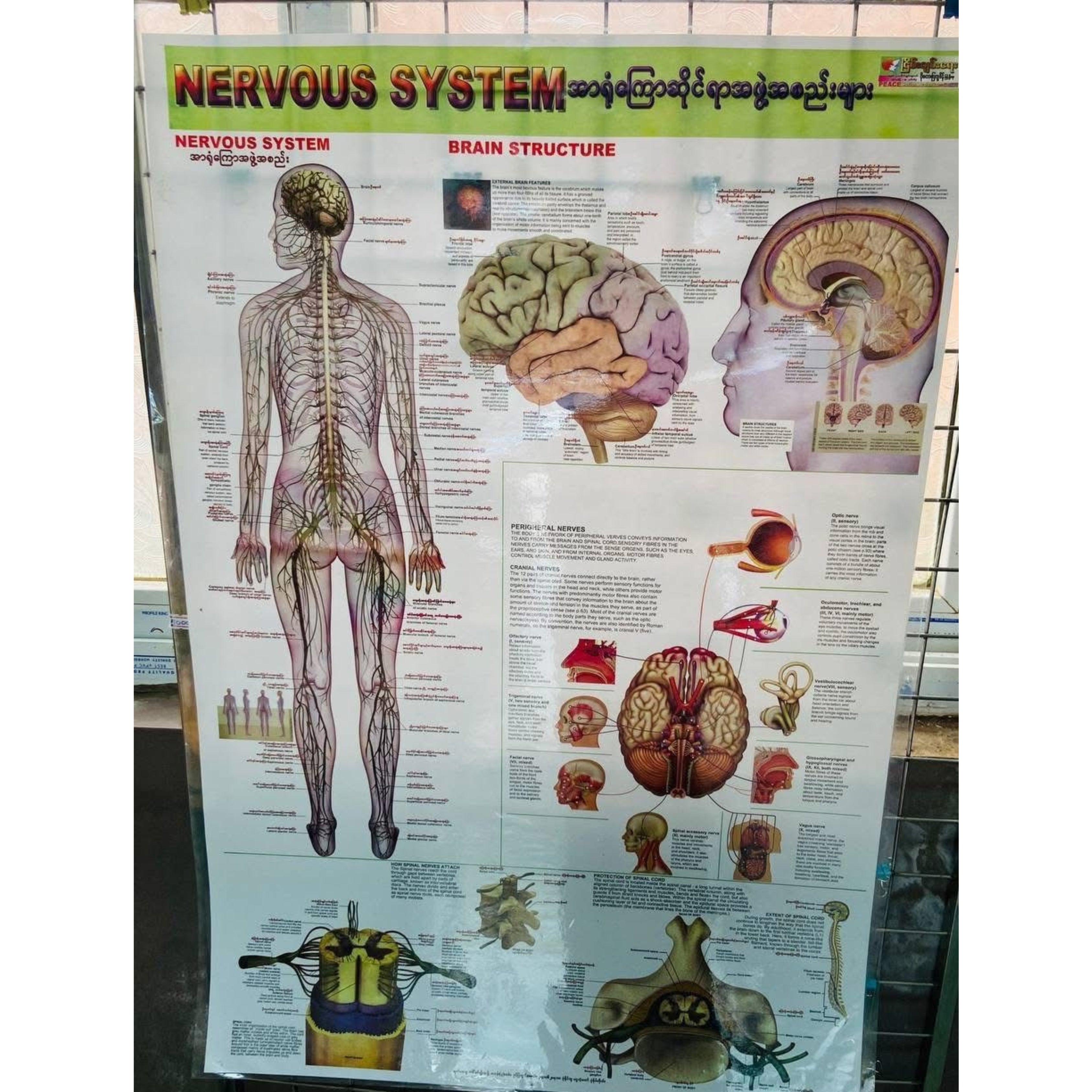 Medical poster