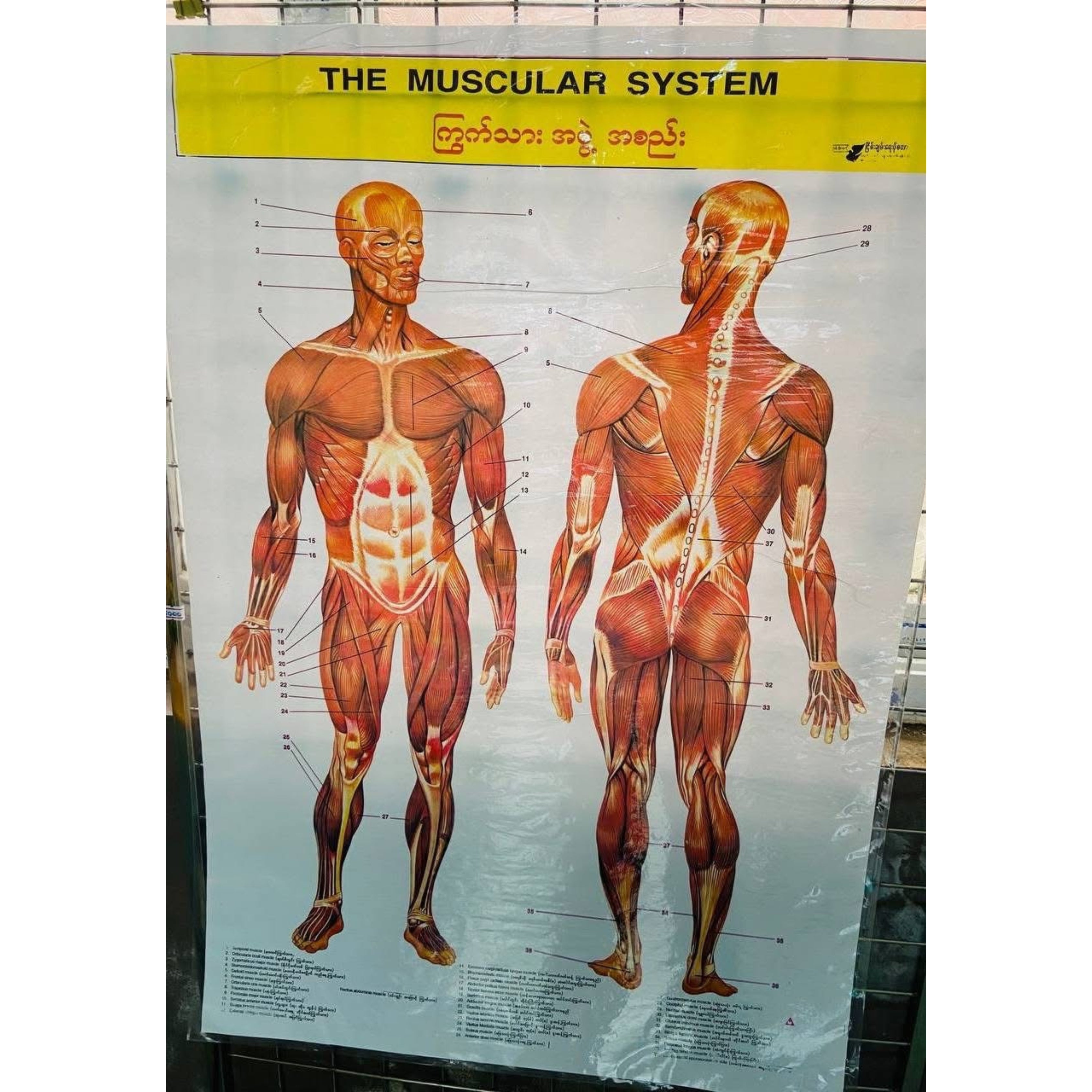 Medical poster
