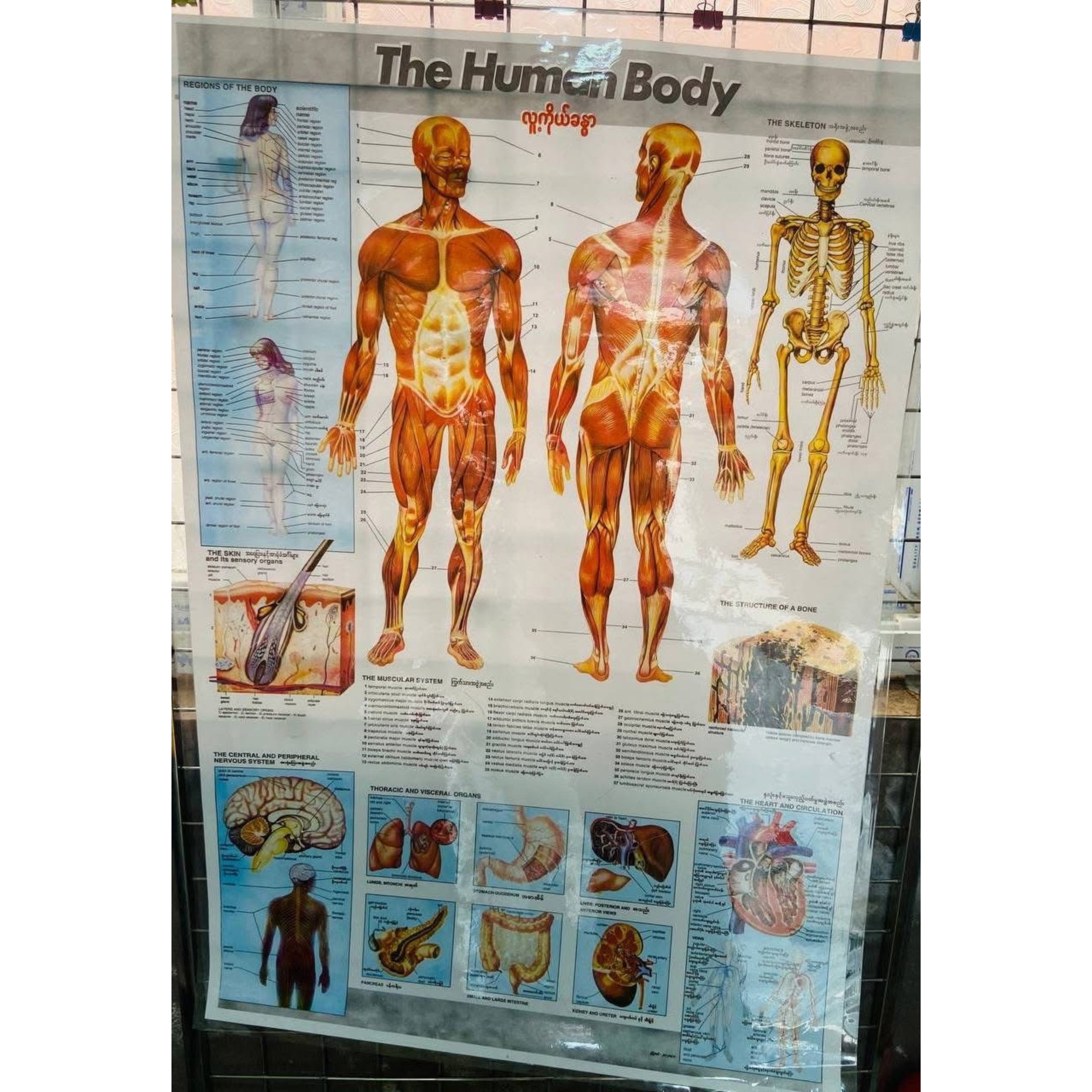Medical poster