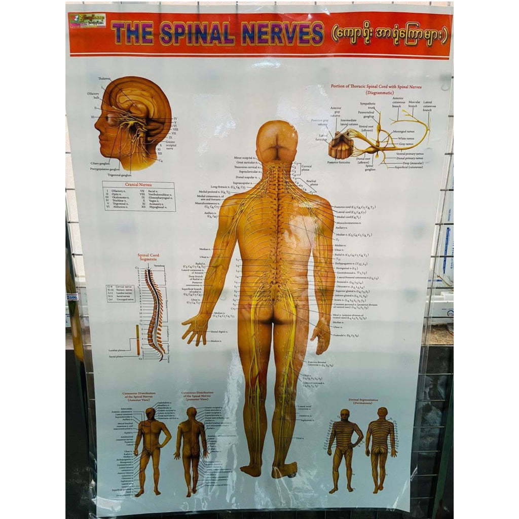 Medical poster